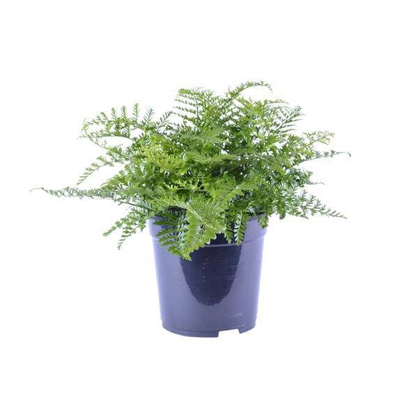 Paproć gnieżdżąca Asplenium Parvati – Ø 21 cm – 40 cm – łatwa w pielęgnacji paproć pokojowa o tropikalnym charakterze – zielona roślina do salonu, biura i sypialni