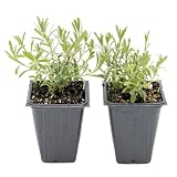 2 Super Blue Lavender, Live Plants in 3.5" Cubes (Lavandula angustifolia)
