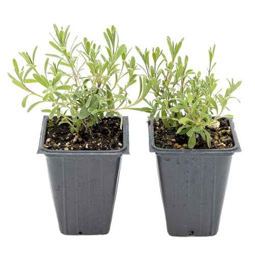 2 Super Blue Lavender Plants in 3.5" Cubes | Live