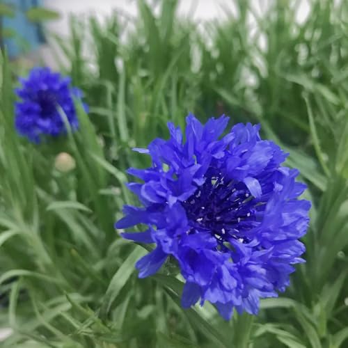 semi di fiordaliso biologici - giardino balcone resistenti esotiche selvatici 100pcs