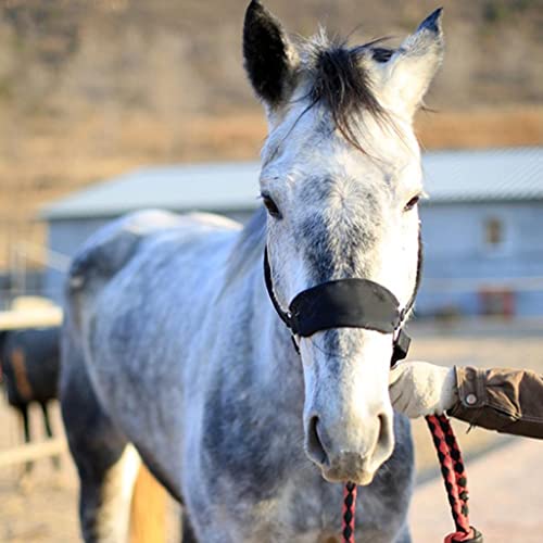 Esquirla Padded Horse Halter Equestrian Adjustable - Multicolor, Black S #TOP5