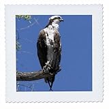 Square dimensions (in inches): 25 L x 25 W, image dimensions (in inches): 23 L x 23 W 100% poloyester; image is soft to touch. Made in USA Edges have pinking shear cut Image will not fade with washing. Image not a transfer, part of material