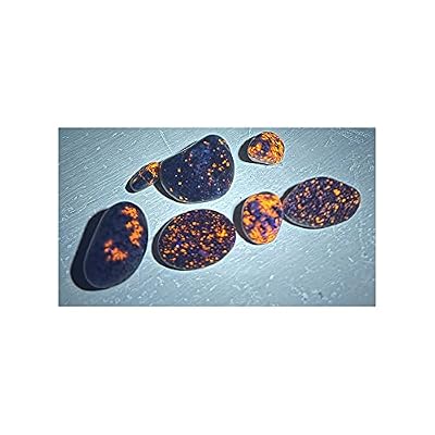 Yooperlite Authentic Glow Stone من شبه جزيرة ميشيغان العليا RAW لا تنهار أو مصقولة