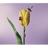 おいしいパスタがあると聞いて (通常盤)