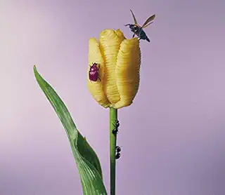 おいしいパスタがあると聞いて (通常盤)