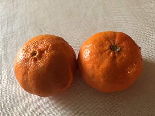 2 Packages of Dancy Tangerine Tree Seeds - 10 Seeds Per Package