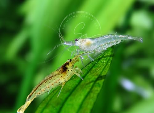 Swimming Creatures&trade; Premium Neocaridina Shrimp &ndash; Fun Two-Color Combo for a Vibrant Aquarium...