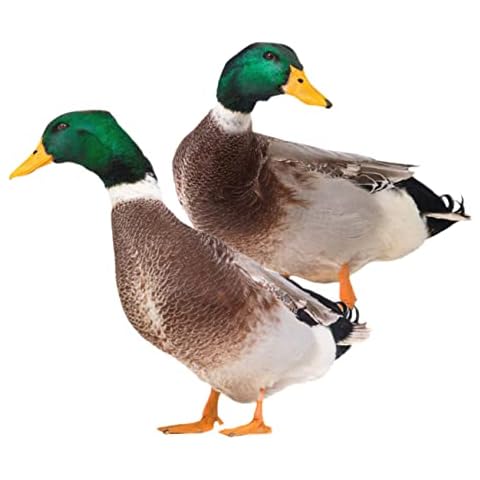 Yardwe Décoration Canard Métal Cover