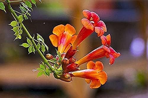 Image of live plants (TECOMA PLANT)