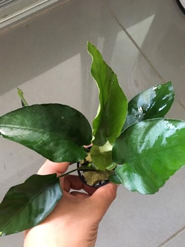 Live Assorted Potted Anubias, Aquarium, Fish Tank Plant