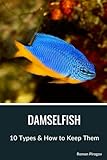 Damselfish: 10 Types & How to Keep Them