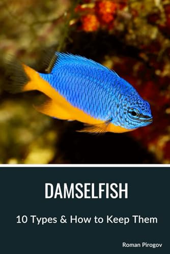 Damselfish: 10 Types & How to Keep Them