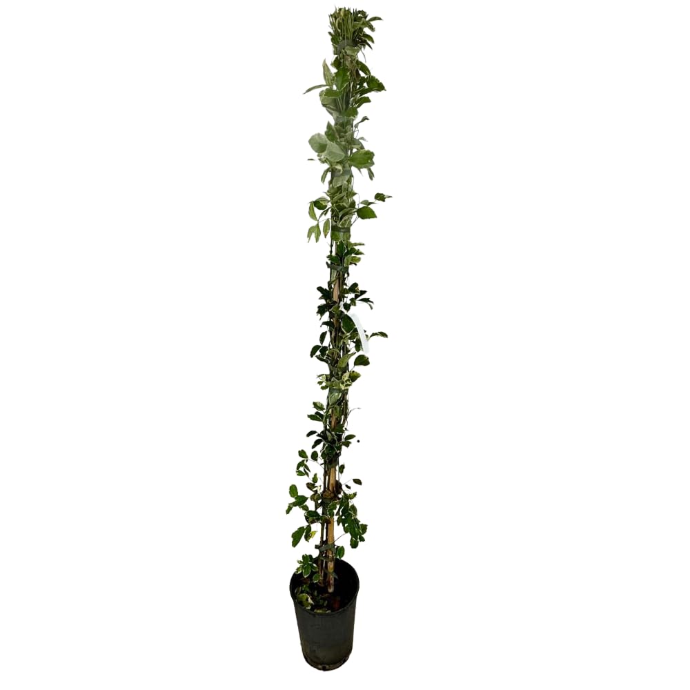 Pianta di Pandorea Jasminoides Bignonia Variegata Rampicante Sempreverde h 150 cm Fiore Rosa Vaso 18 cm per Esterni