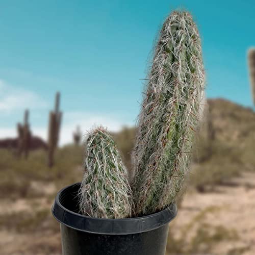 Cactus Outlet - Old Man of The Andes Cactus Plants Live, 10 Gal Live Plants Indoor & Outdoor Use, Rare Large Live Cactus - Landscape Ready Large Cactus Plant Live Delivered Right to Your Door