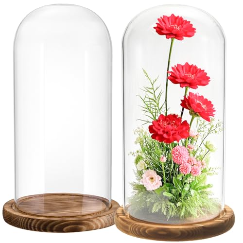 Mezchi 2 Pack Glass Cloche Display Dome, 10 Inch Large Decorative Glass Bell Jar, Clear Glass Dome Showcase with Dark Brown Wooden Base, for Plants, Medals, Photos, Antique Collectibles, Mother's Day