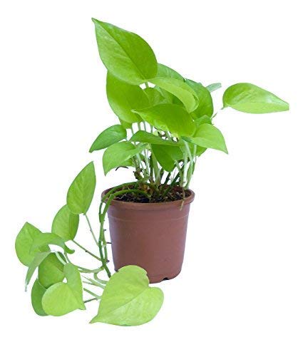 S S Gardening Money Plant Fresh Live Plant with Pot for Office and Home (B08MV21L69) Amazon Price History, Amazon Price Tracker