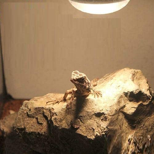 Amazon | 形状お任せ 爬虫類用バスキングスポット ～ウォーム