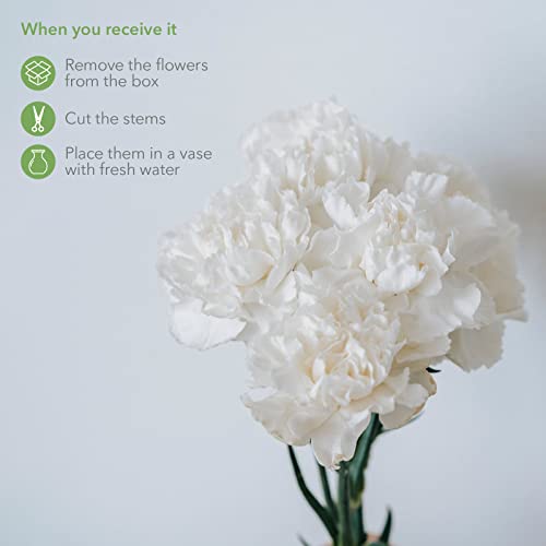 White Carnations By Rumhora Greens | Fresh Cut Flowers | Two Bunches 25 Stems Each #TOP2