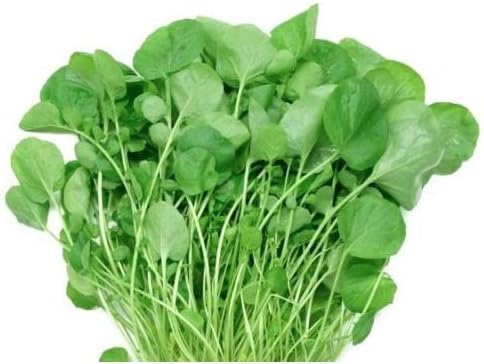 Watercress - Nasturtium - 100 Seeds