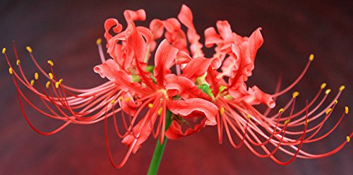 (3) Red Spider Lily, Lycoris Radiata Bulbs, Fresh Easy to grow bulbs