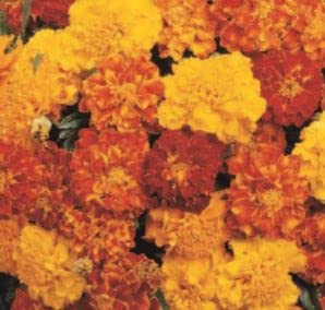 100 seeds of Marigold French Mixed, Garden Treasures Herb Fruit Vegetable Flowers seeds Grow Your Own Indoor Outdoor