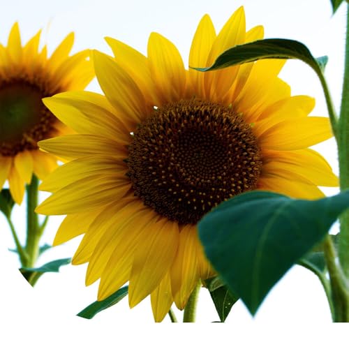 Graines de Tournesol géant | 250 g - 2.500 graines | Helianthus Uniflorus Giganteus | Faciles à planter | Semences de haute qualité | Graines pour le jardin, potager et balcon extérieur