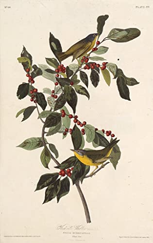 Oiseaux d'Amérique poster d'art John James Audubon pour créer une ambiance vintage de chambre