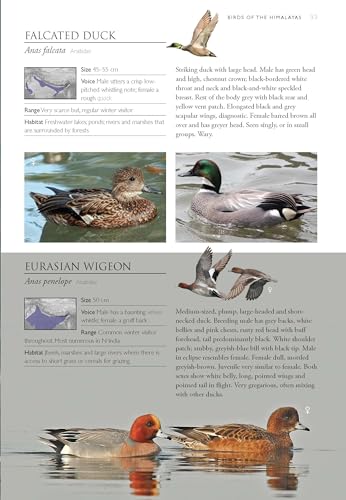Image of Birds of the Himalayas: A Photographic Field Guide | Biodiversity of Northeast India | Nature Photography | Mountain and Hill Ecosystems | Nature Photography