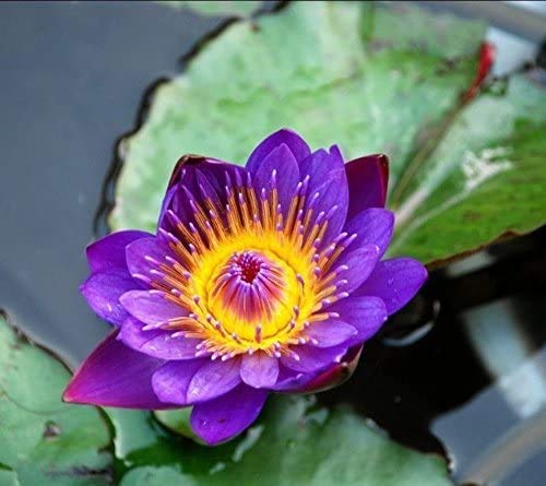 Earth Hopper Purple Bowl Lotus Garden Plants Potted Flowers Seed Water Lily Seeds Flowering Plants Charm 30Pcs/Bag (B01IY3S6VO) Amazon Price History, Amazon Price Tracker