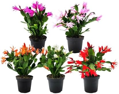 Pack Of 4 Mixed Christmas Cactus Plants - Live Holiday Blooming Indoor Houseplants, 5-8" Tall