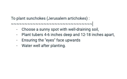 image for Kejora Fresh Jerusalem Artichokes (Sunchokes or Sunroot) for Planting 