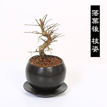 小品盆栽　楡欅　極太　模様木　極上品　山秋の高価鉢付き　★直ぐ飾れます 小品盆栽 楡欅 極太 模様木 極上品 山秋の高価鉢付き ☆