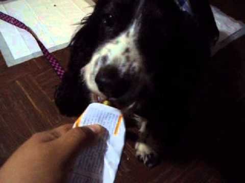 nutrigel plus for dogs