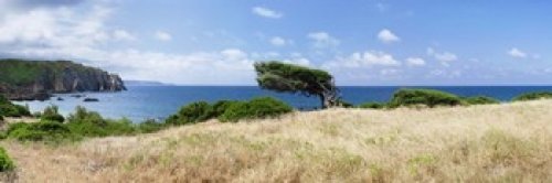 Bended trees on the bay, Bay Of Buggerru