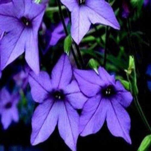 Buy4seeds 60 Seeds Nicotiana F1 Perfume Deep Purple Easy for Grow Garden