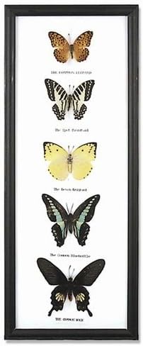 5 Butterfly Specimens on Cotton Back Wooden Frame