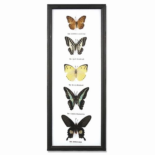5 Butterfly Specimens on Cotton Back Wooden Frame