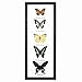 5 Butterfly Specimens on Cotton Back Wooden Frame