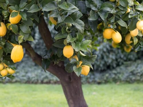 Image of Kagzi lemon plant grafted || Lime /nimbu /lebu || Pack of 1 healthy sapling