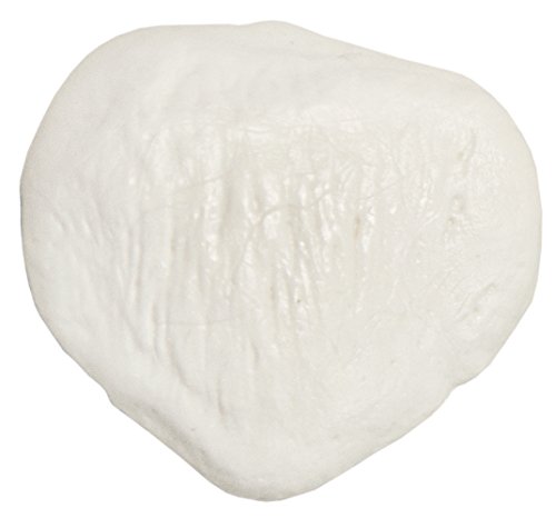 Axis Scientific Life-Size Patella Bone Model, Cast from a Real Human Kneecap with Bony Landmarks and Texture, includes Study Guide