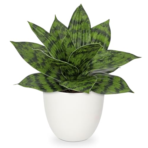 Hollyone Artificial Snake Plants 9" Faux Agave Succulent Plant Potted