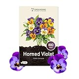 Grounding - Semi di Girasole Nano Giallo dorato, 100 semi, altezza 40–60 cm - L'Helianthus annuus è ideale per bordure, aiuole e grandi vasi - semina facile e fioritura veloce - Qualità Europea