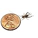 1/4" Banded Crickets (1000 Count)