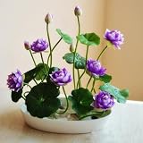 piante galleggianti acquario discus Metodo di piantagione: Dopo aver ricevuto i semi di loto, immergeteli direttamente in acqua per la germinazione, cambiate l'acqua ogni due giorni e attendete la germinazione, oppure mettete i semi di loto direttamente in un acquario o in uno stagno.
