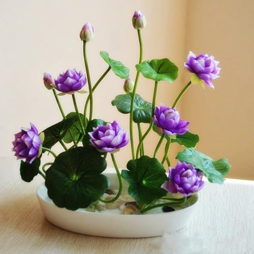 Raro Water Lily,Piante perenni,Water Lily pianta vera,resistenti al freddo,Tagliare,Adatto per piante da giardino(non artificiali)-30 Semi-C