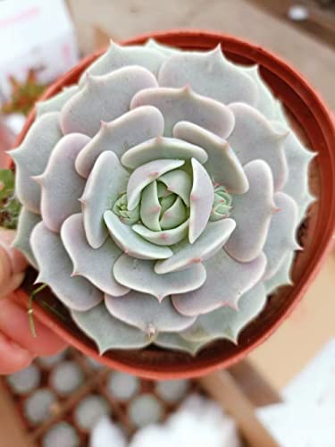 2In Echeveria Lola, 1 Pack Live Mini Succulent Plant Fully Rooted In Pots With Soil Mix, Real House Plant For Indoor Outdoor Home Office Wedding Decoration Diy Projects Party Favor Gift #TOP5