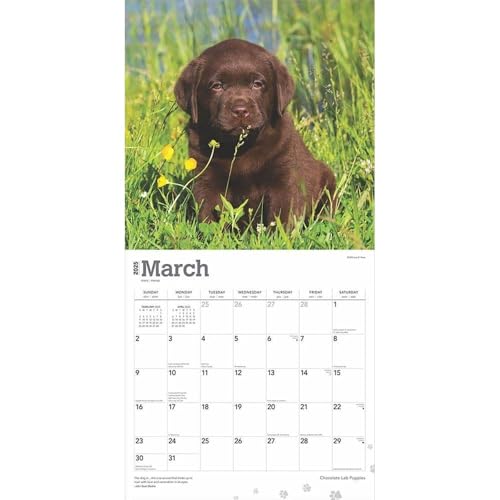 BrownTrout, Chocolate Lab Retriever Puppies 2025 Wall Calendar - Thumbnail 3