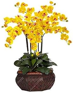 RIC 50 pz/borsa Bonsai Fiore semi di orchidea, Bella phalaenopsis orchidea casa giardino pianta Vaso di orchidea qualità semi di Fiori Regalo per Bambini 12: Only Seeds
