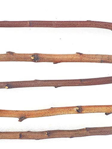 Tin Roof Treasure 3ft. Birch Pole Assortment, 5 pc. for Wood...