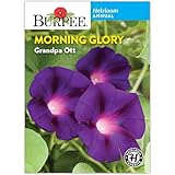 Burpee Heirloom Morning Glory 'Grandpa OTT' Seeds - Deep Purple Vining Flower